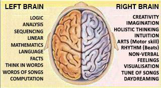 human-brain